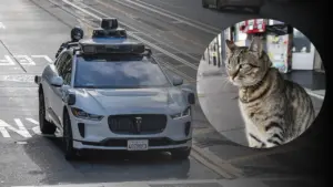 Kucing Ikonik San Francisco Tewas Ditabrak Robotaxi Waymo, Tekanan Regulasi Kendaraan Otonom Meningkat