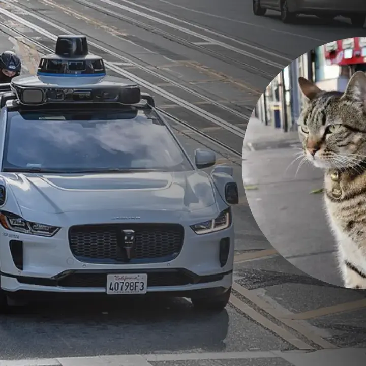 Kucing Ikonik San Francisco Tewas Ditabrak Robotaxi Waymo, Tekanan Regulasi Kendaraan Otonom Meningkat