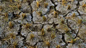El Nino Picu Kemarau Ekstrem di Indonesia, Ancaman Gagal Panen dan Krisis Air Mengintai