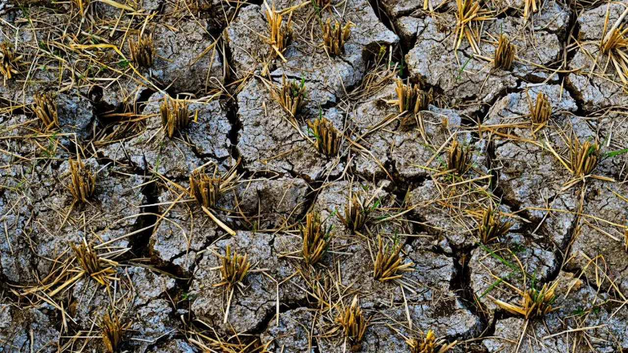 El Nino Picu Kemarau Ekstrem Di Indonesia Ancaman Gagal Panen Dan Krisis Air Mengintai