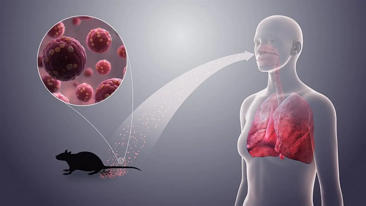 Idai Hantavirus Bukan Virus Baru Masyarakat Diminta Cegah Dengan Phbs