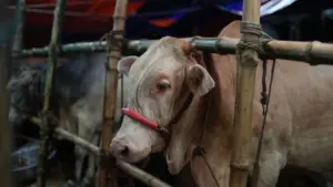 Panduan Lengkap Waktu dan Syarat Penyembelihan Hewan Qurban Idul Adha Sesuai Syariat Islam