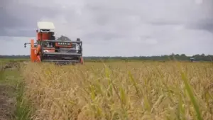BMKG Peringatkan Puncak Kemarau Agustus–September, Serukan Percepatan Tanam