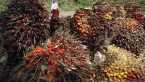 Harga CPO Turun Di Tengah Penguatan Ringgit Dan Pelemahan Minyak Dunia
