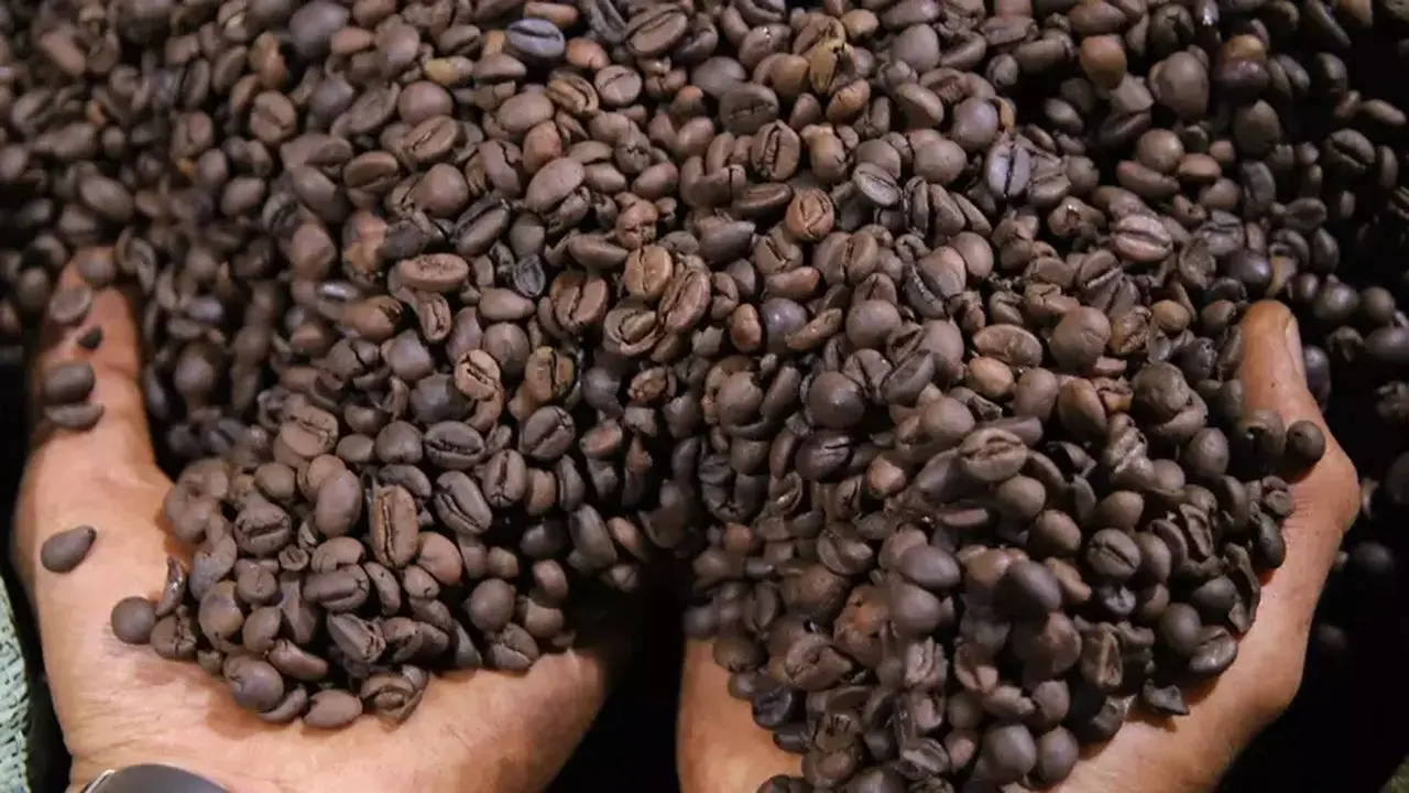 Mentan Targetkan Nilai Ekspor Kopi Naik Jadi Rp 100 Triliun, Dorong Bibit Unggul Kopi Gayo