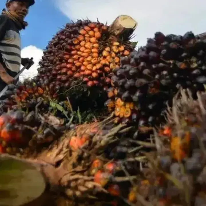 POPSI Dorong Audit Menyeluruh Tata Kelola Kebun Sawit Sitaan Negara Usai Penetapan Febrie