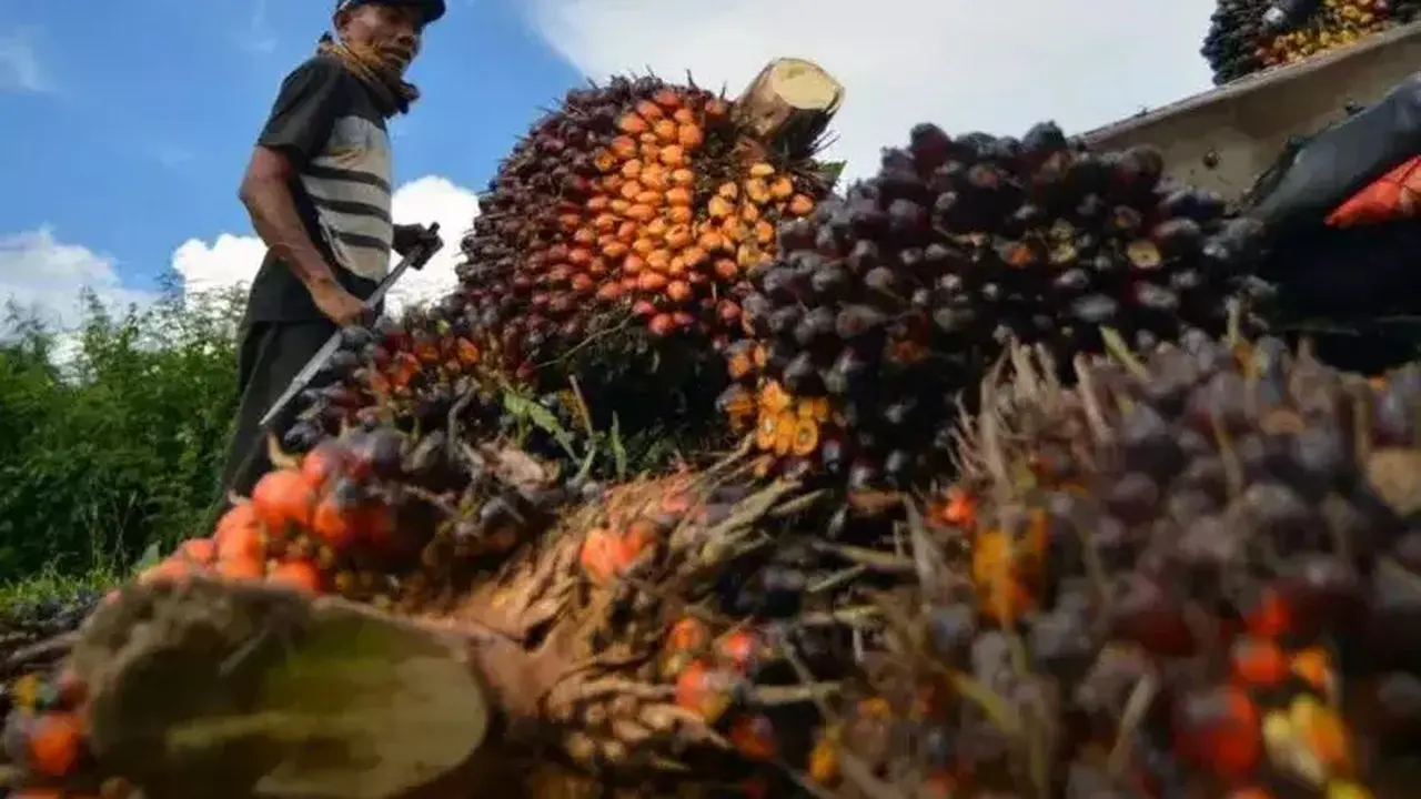 POPSI Dorong Audit Menyeluruh Tata Kelola Kebun Sawit Sitaan Negara Usai Penetapan Febrie